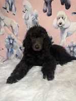 Orange Collar, a male Poodle - Standard  for sale in Westminster, CA – Photo 2 of 10