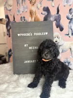 Orange Collar, a male Poodle - Standard  for sale in Westminster, CA – Photo 10 of 10