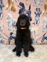 Orange Collar, a male Poodle - Standard  for sale in Westminster, CA – Photo 6 of 10