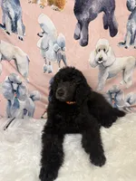 Orange Collar, a male Poodle - Standard  for sale in Westminster, CA – Photo 3 of 10