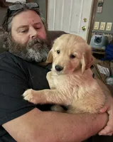 Mr. Blue, a male Golden Retriever for sale in Glasgow, KY – 4 of 6