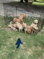 Mr. Blue, a male Golden Retriever for sale in Glasgow, KY – 3 of 6