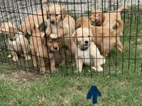 Mr. Blue, a male Golden Retriever for sale in Glasgow, KY – 6 of 6