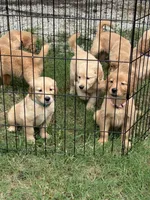 Mr. Blue, a male Golden Retriever for sale in Glasgow, KY – 5 of 6