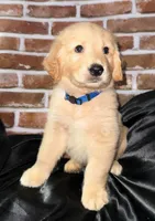 Mr. Blue, a male Golden Retriever for sale in Glasgow, KY – 2 of 6