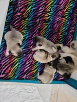 processed/ab5f56fc-b0ed-4d2f-af4e-8e5b3c8c1353/facility/9b4fc4a1-8bdd-4016-a207-f14a7e46476a