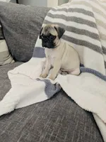Mona, a female Pug for sale in Daphne, AL – 2 of 2