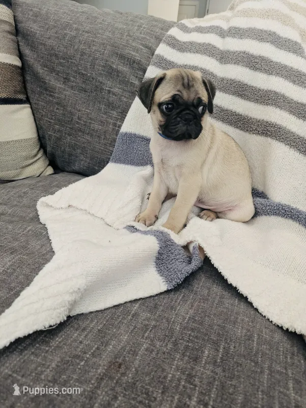 Bella – Pug puppy for sale in Daphne, AL