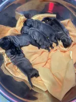 Cuppocino, a male Pug for sale in Daphne, AL – 2 of 2