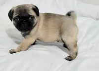 Yoshi, a male Pug for sale in Daphne, AL – Photo 1 of 2