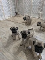 Bella, a female Pug for sale in Daphne, AL – 3 of 3