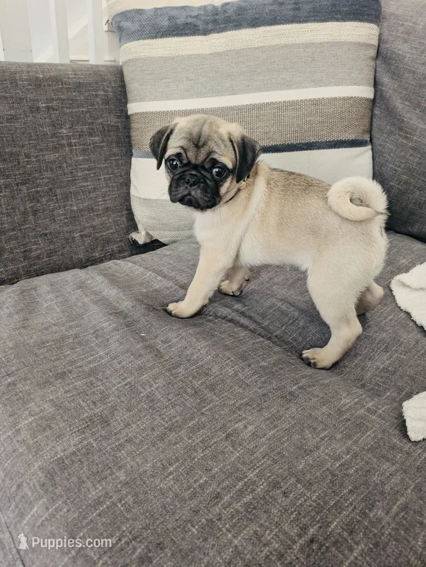 Cuppocino – Pug puppy for sale in Daphne, AL