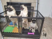 Maximus , a male Pug for sale in Daphne, AL – 4 of 5
