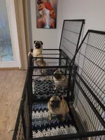 Maximus , a male Pug for sale in Daphne, AL – 3 of 5