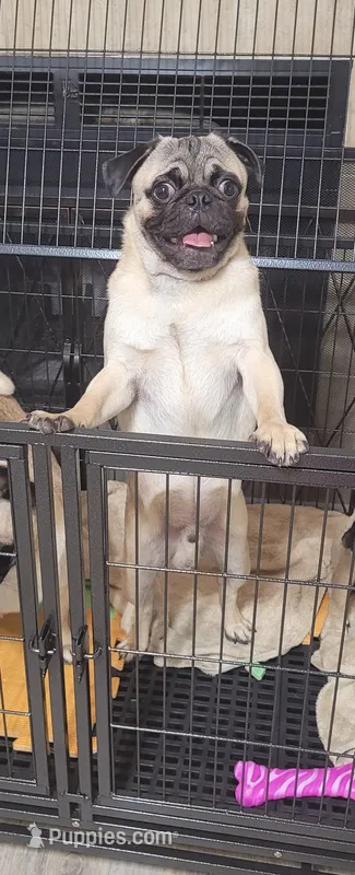 Maximus  – Pug puppy for sale in Daphne, AL