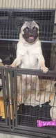 Maximus , a male Pug for sale in Daphne, AL – 1 of 5
