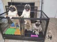 Maximus , a male Pug for sale in Daphne, AL – 5 of 5