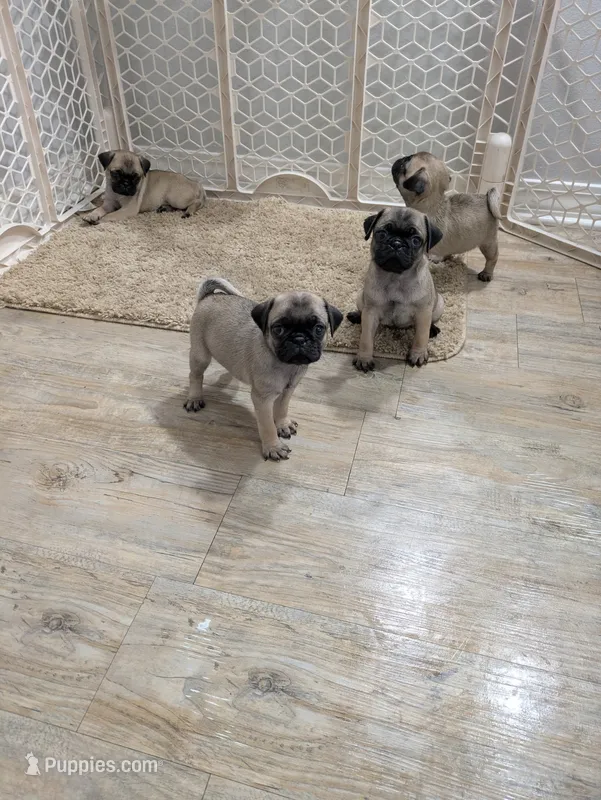 Bella – Pug puppy for sale in Daphne, AL