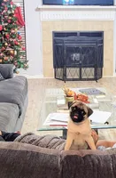 Rocky, a male Pug for sale in Daphne, AL – Photo 4 of 4