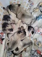 Rocky, a male Pug for sale in Daphne, AL – Photo 2 of 4