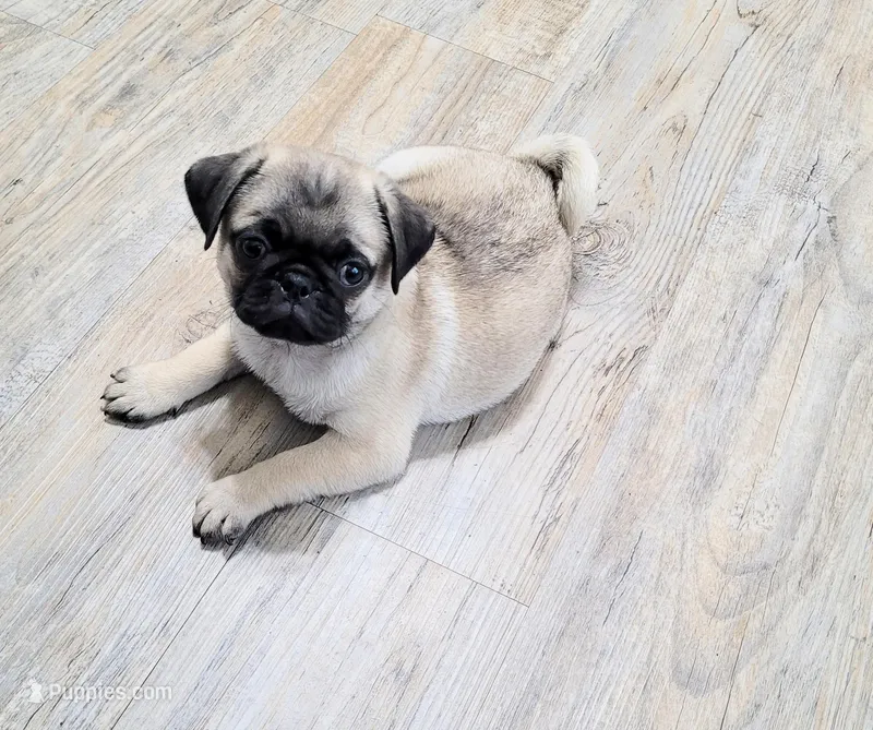 Rocky – Pug puppy for sale in Daphne, AL