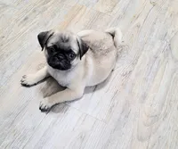 Rocky, a male Pug for sale in Daphne, AL – Photo 1 of 4