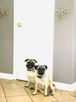 Rocky, a male Pug for sale in Daphne, AL – Photo 3 of 4