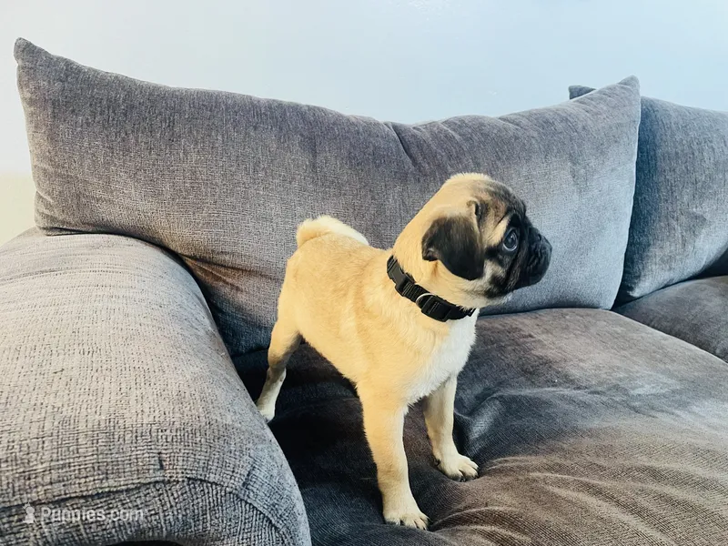 Cuppocino – Pug puppy for sale in Daphne, AL