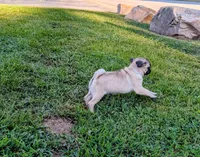 Mona, a female Pug for sale in Daphne, AL – 1 of 2