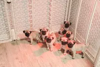 Bella, a female Pug for sale in Daphne, AL – 2 of 3
