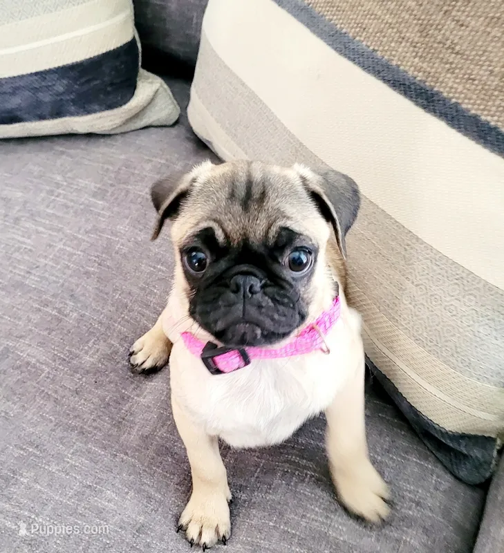 Mona – Pug puppy for sale in Daphne, AL