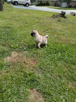 Luna, a female Pug for sale in Daphne, AL – Photo 6 of 7