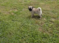Luna, a female Pug for sale in Daphne, AL – Photo 2 of 7