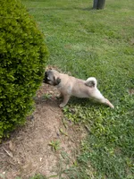 Luna, a female Pug for sale in Daphne, AL – Photo 4 of 7