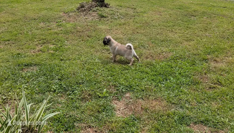 Luna – Pug puppy for sale in Daphne, AL