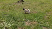 Luna, a female Pug for sale in Daphne, AL – Photo 1 of 7