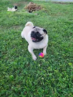 Luna, a female Pug for sale in Daphne, AL – Photo 7 of 7