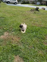 Luna, a female Pug for sale in Daphne, AL – Photo 5 of 7