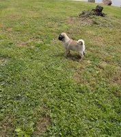 Luna, a female Pug for sale in Daphne, AL – Photo 3 of 7