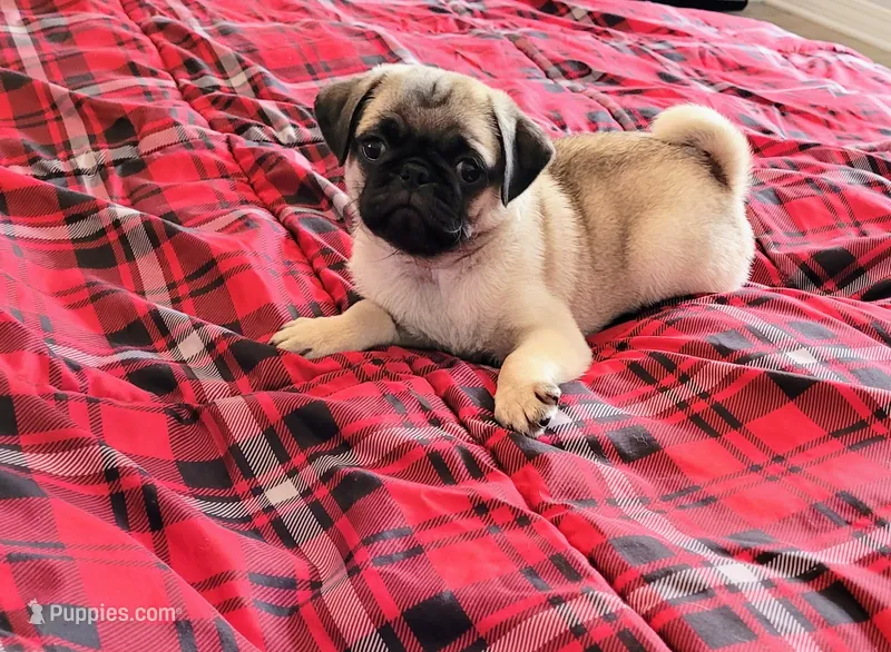 Romeo – Pug puppy for sale in Daphne, AL