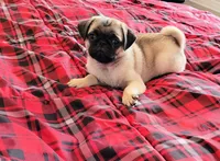 Romeo, a male Pug for sale in Daphne, AL – 1 of 1