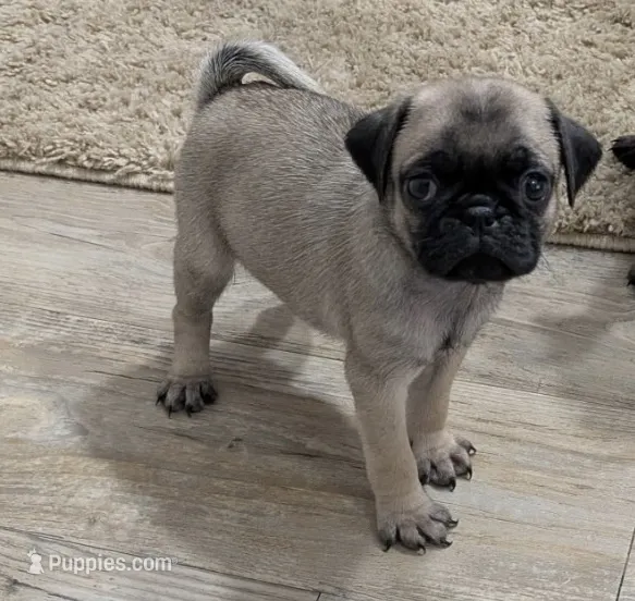 Bella – Pug puppy for sale in Daphne, AL