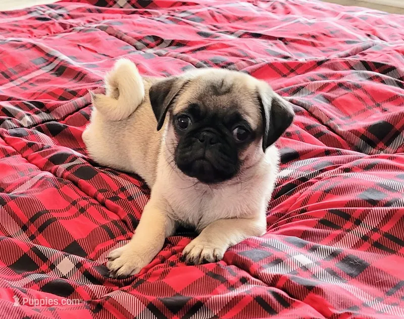 Lisa – Pug puppy for sale in Daphne, AL