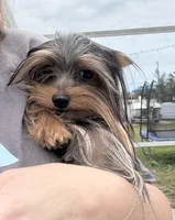 Teacup Romeo, a male Yorkshire Terrier for sale in Fort Myers, FL – 3 of 5