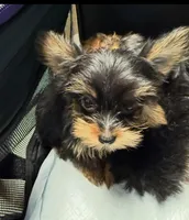 Small male, a male Yorkshire Terrier for sale in Fort Myers, FL – Photo 1 of 4