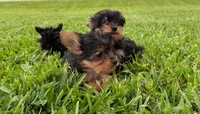 Small male, a male Yorkshire Terrier for sale in Fort Myers, FL – Photo 4 of 4