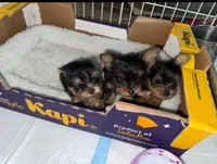 Small male, a male Yorkshire Terrier for sale in Fort Myers, FL – Photo 2 of 4