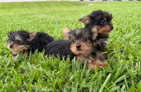 Small male, a male Yorkshire Terrier for sale in Fort Myers, FL – Photo 3 of 4