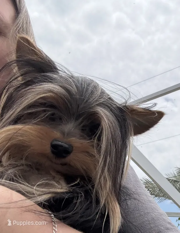 Teacup Romeo – Yorkshire Terrier puppy for sale in Fort Myers, FL