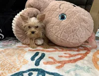 Tink, a female Yorkshire Terrier for sale in Fort Myers, FL – 1 of 4